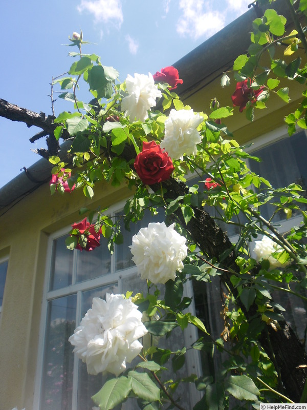 'Madame Alfred Carrière (noisette, Schwartz 1875)' rose, click to enlarge 'Madame Alfred Carrière (noisette, Schwartz 1875)' rose photo