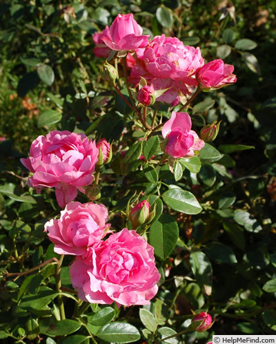 'Giliane ® (floribunda, Sauvageot 2004)' rose photo