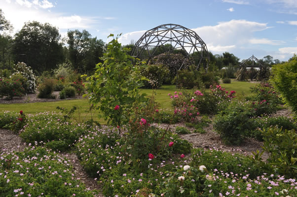 'Les roses anciennes du jardin de Talos'  photo