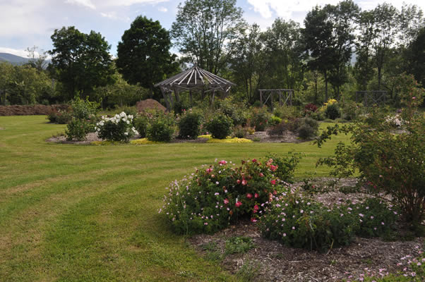 'Les roses anciennes du jardin de Talos'  photo