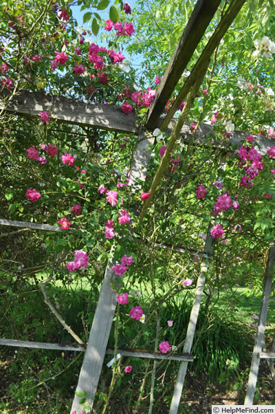 'Fellemberg' rose, click to enlarge 'Fellemberg' rose photo