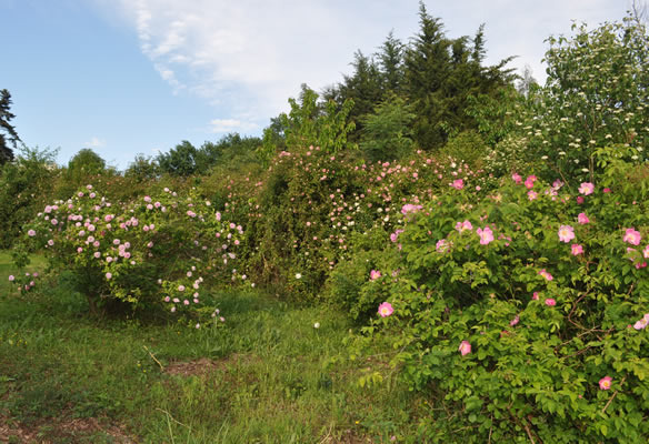 'La Roseraie du Désert - Archive'  photo