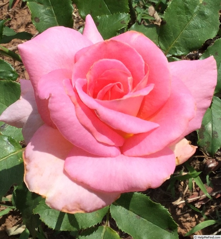 'Tiffany (hybrid tea, Lindquist, 1953)' rose photo