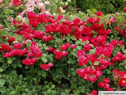 'Luna-Park' rose photo