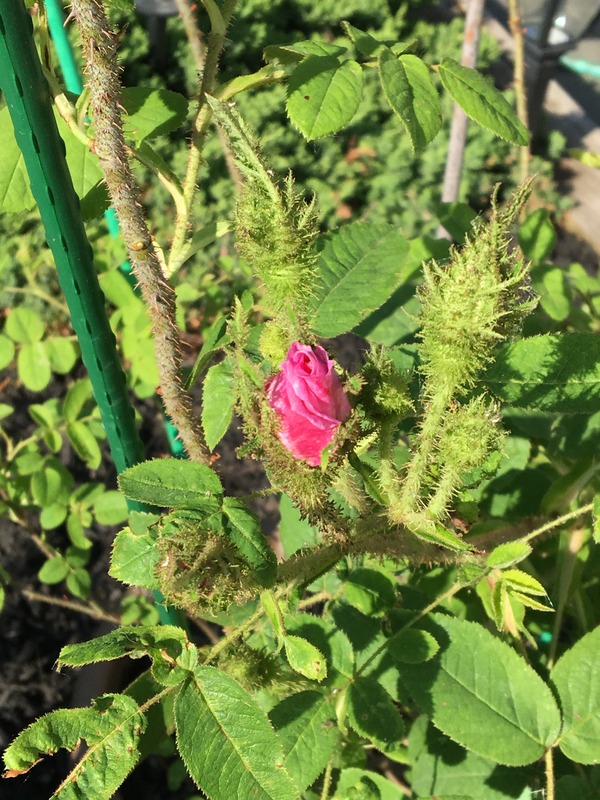 'My Garden in NJ, zone 7a'  photo