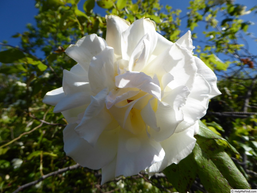 'Sleigh Bells, Cl.' rose photo