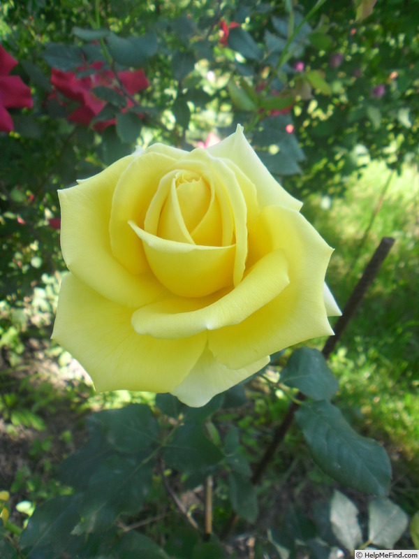 'Royal Gold' rose photo