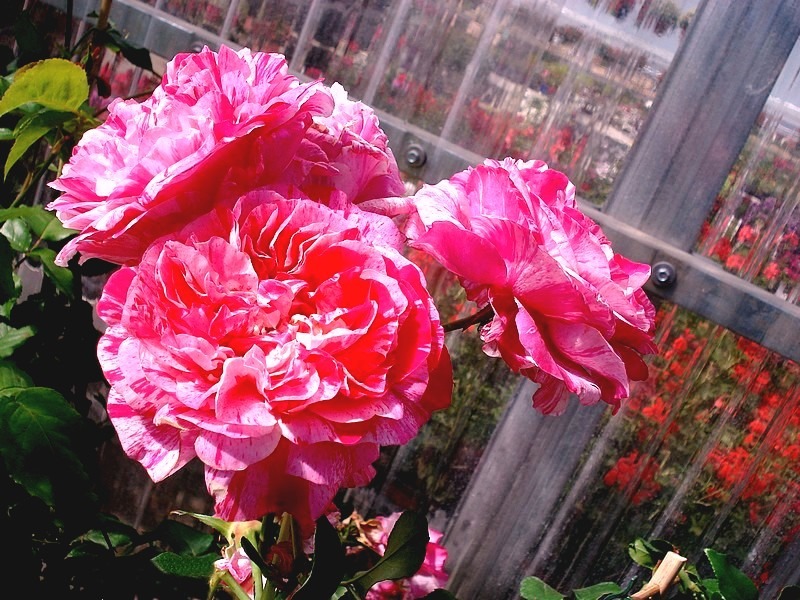 'Ines Sastre ®' rose photo