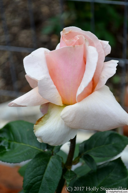 'Medallion ®' rose photo