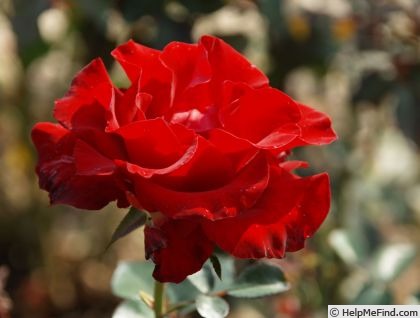 'Godewind ®' rose photo