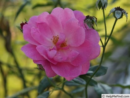 'Cosmopolitan (floribunda, Buisman 1955)' rose photo