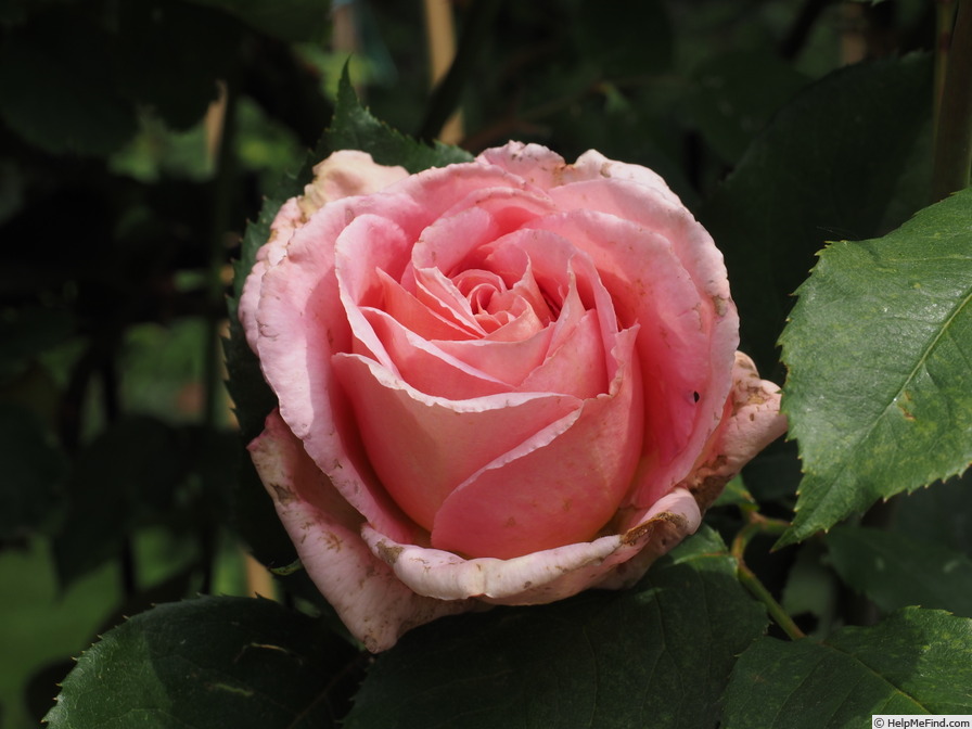 'Tiffany, Cl.' rose photo