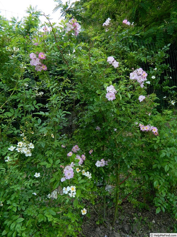 'Aquarelle Lavanda' rose, click to enlarge 'Aquarelle Lavanda' rose photo