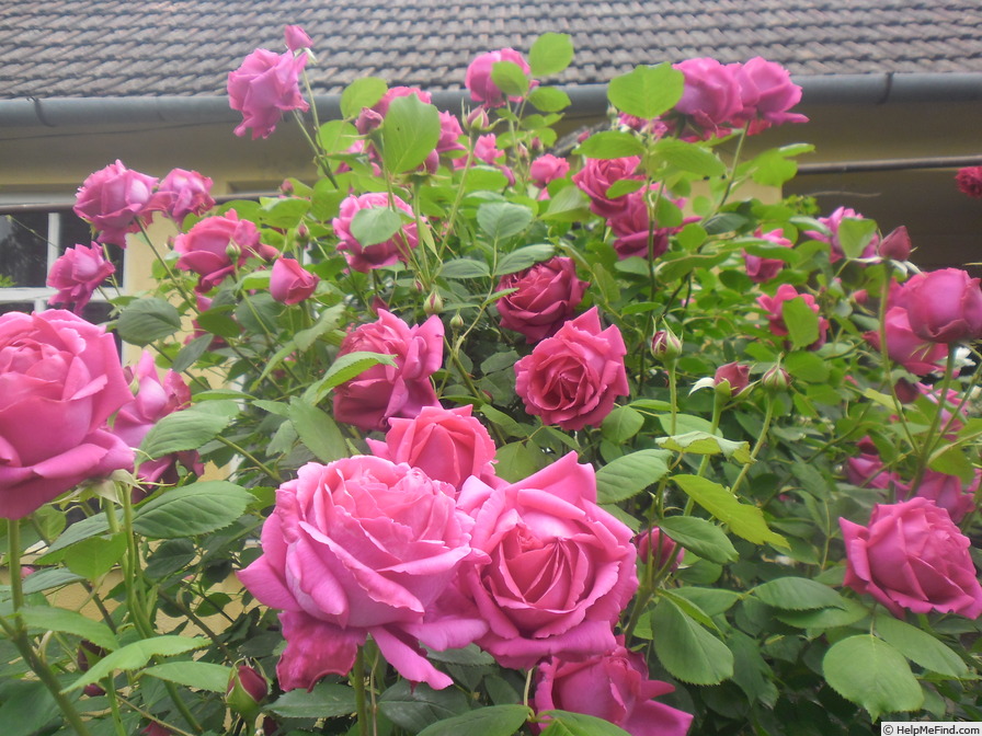 'King of Siam (hybrid tea, Bräuer, 1912)' rose photo