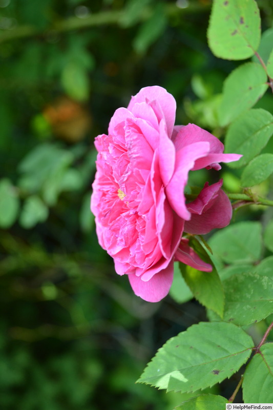 'Asta von Parpart (hybrid multiflora, Geschwind, before 1898)' rose photo