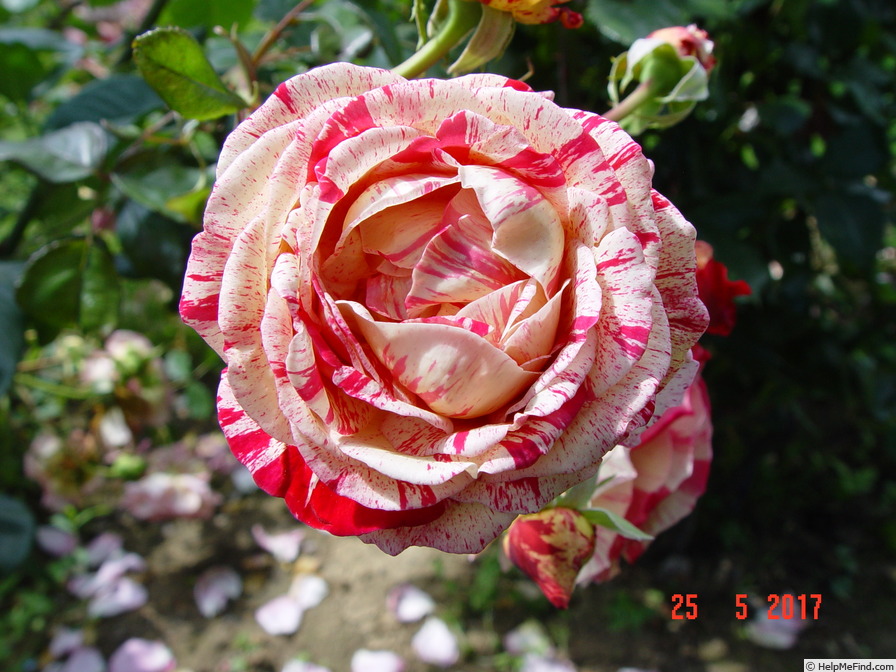 'Brocéliande ® (Hybrid Tea, Adam 2000)' rose photo