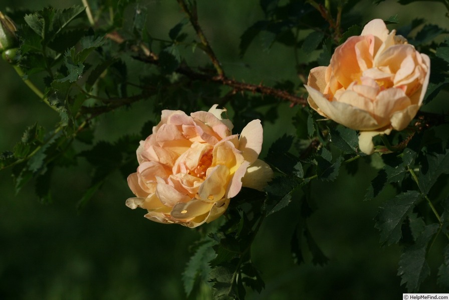 'Prairie Peace' rose photo