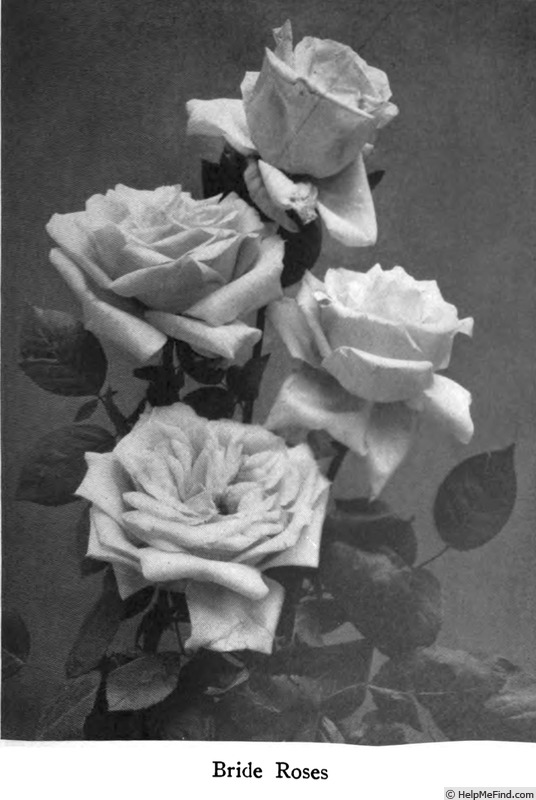 'The Bride (tea, May, 1885)' rose photo