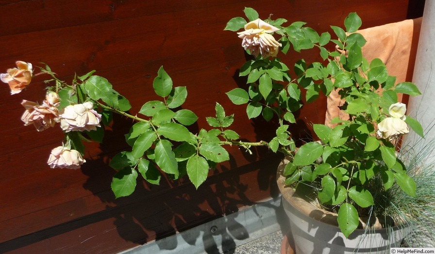 'Café (Floribunda, Kordes,1956)' rose, click to enlarge 'Café (Floribunda, Kordes,1956)' rose photo