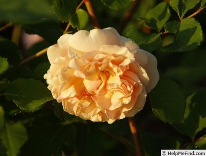 'Morabito ®' rose photo