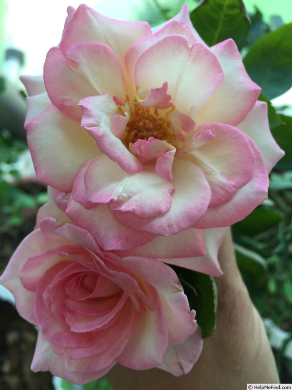 'Princess of Monaco' rose photo