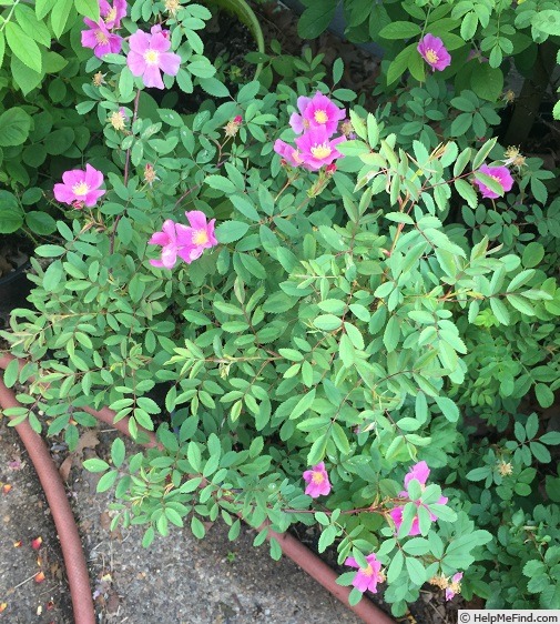 'Rosa woodsii 'Kimberley'' rose photo