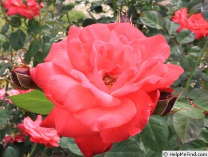'Polka (floribunda, Meilland, 1959)' rose photo