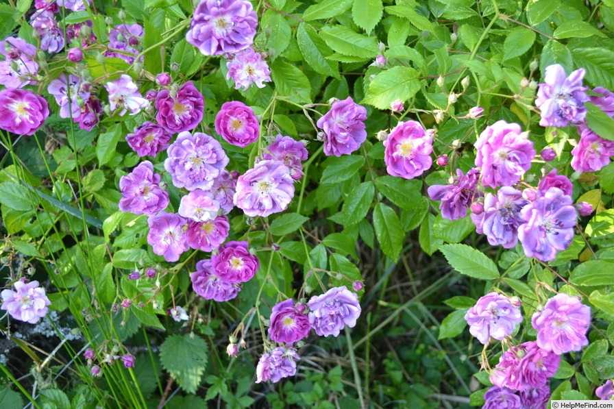'Purple Skyliner' rose photo