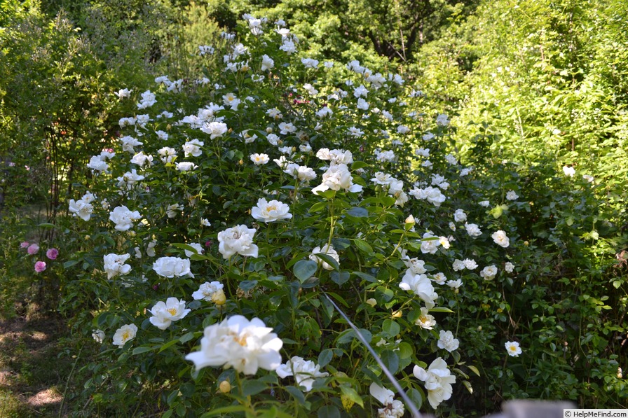 'City of York' rose photo