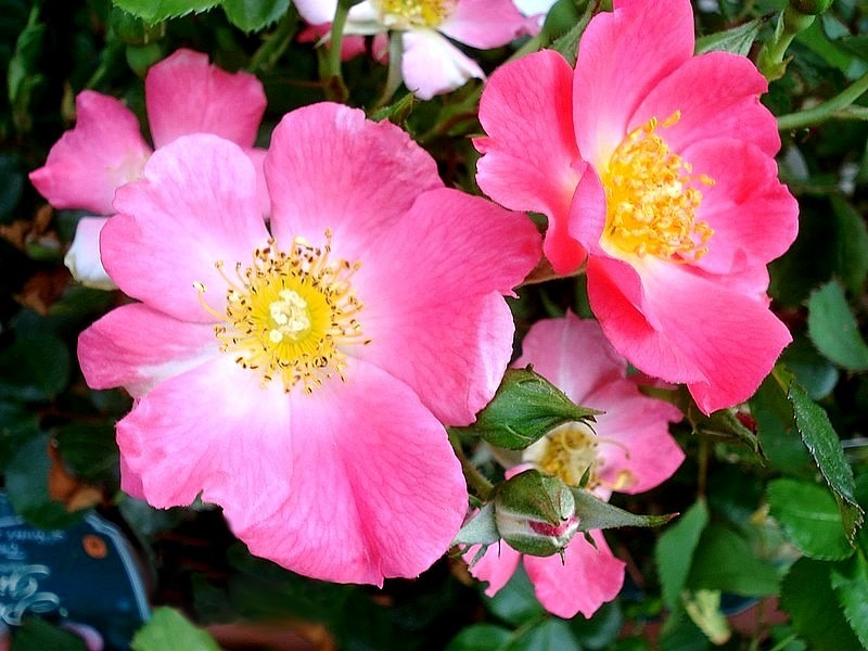 'Pretty Girl (shrub, Meilland 2008)' rose photo