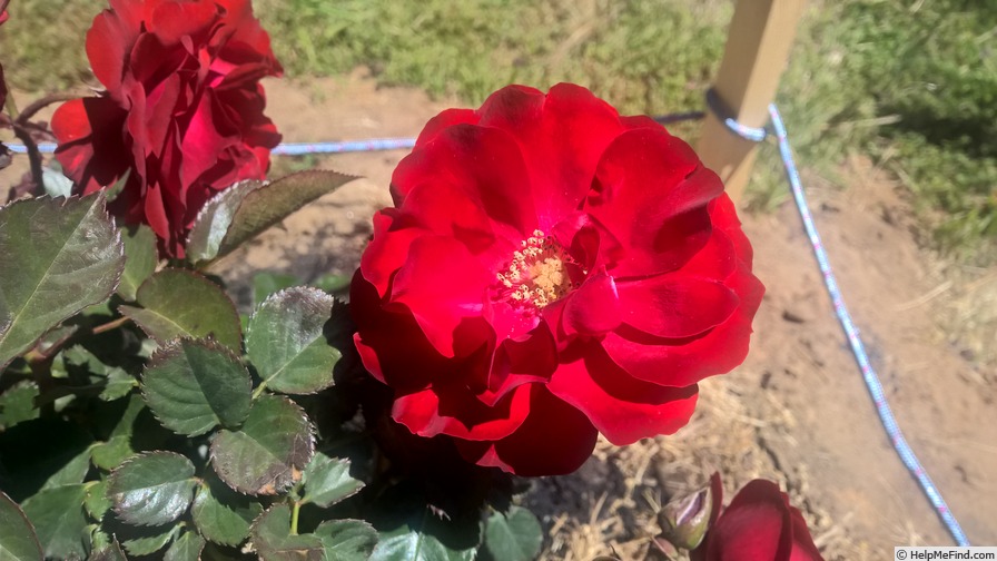 'Showbiz' rose photo