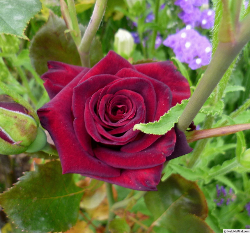 'Black Baccara ™' rose photo