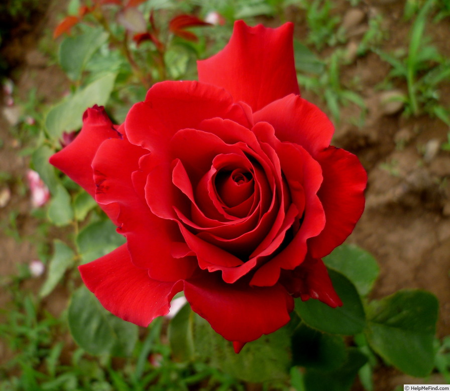 'Eroica' rose photo