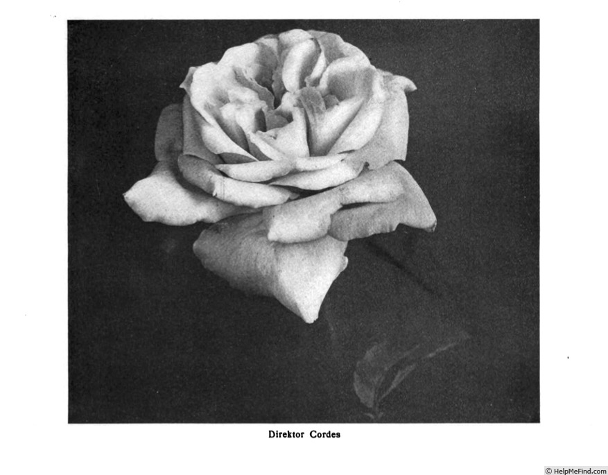 'Direktor W. Cordes' rose photo