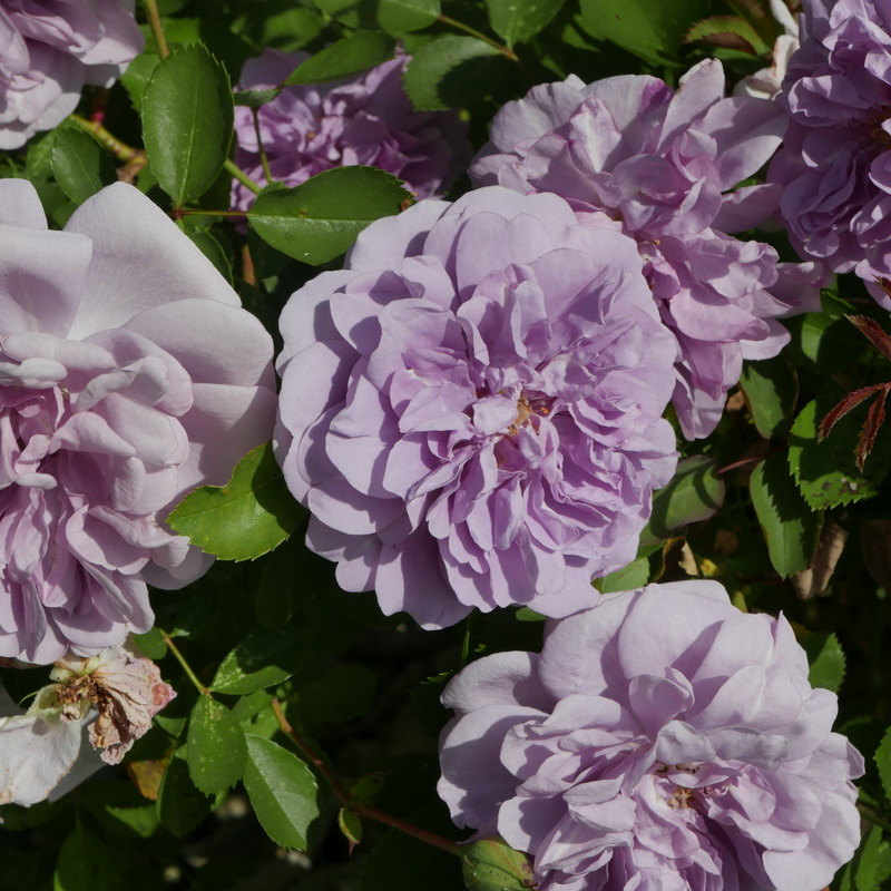 'Rainy Blue' rose photo