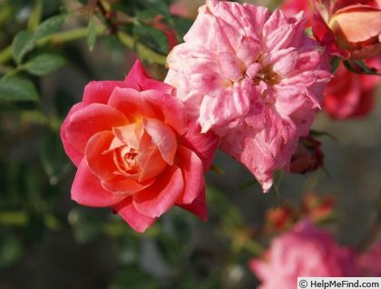'Anita Charles ™' rose photo