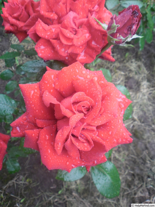 'Ingrid Bergman ®' rose photo