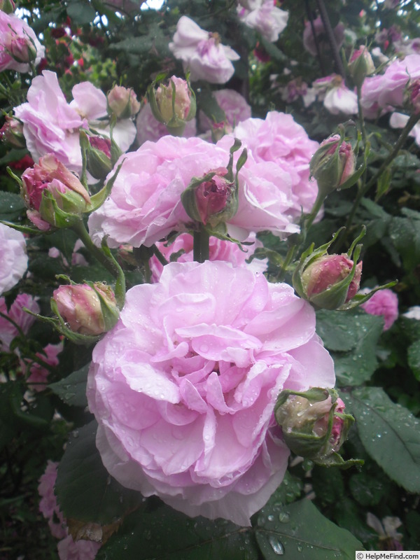 'Florence Ducher ®' rose photo