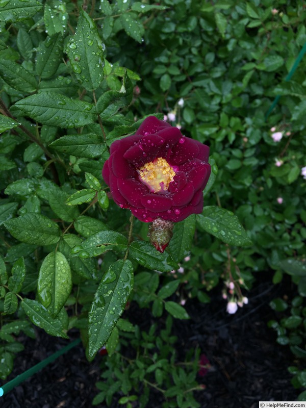 'Fara Shimbo' rose photo
