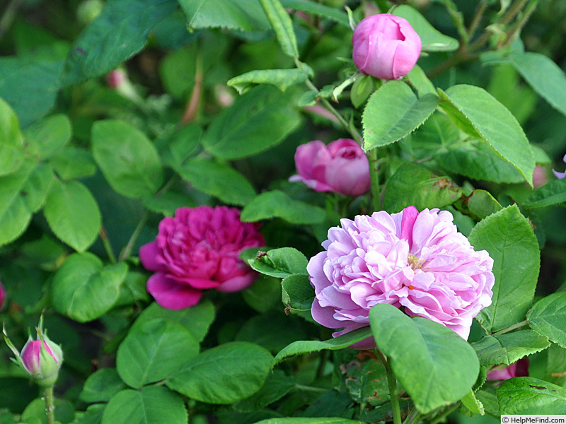 'Rose de Alhambra' rose photo