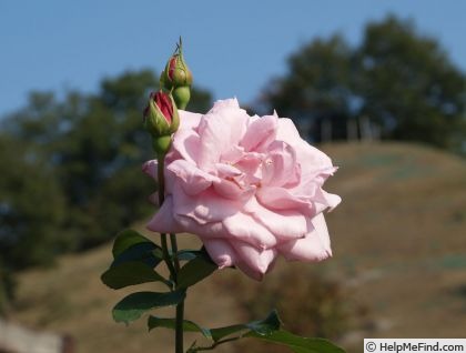 'Aozora' rose photo