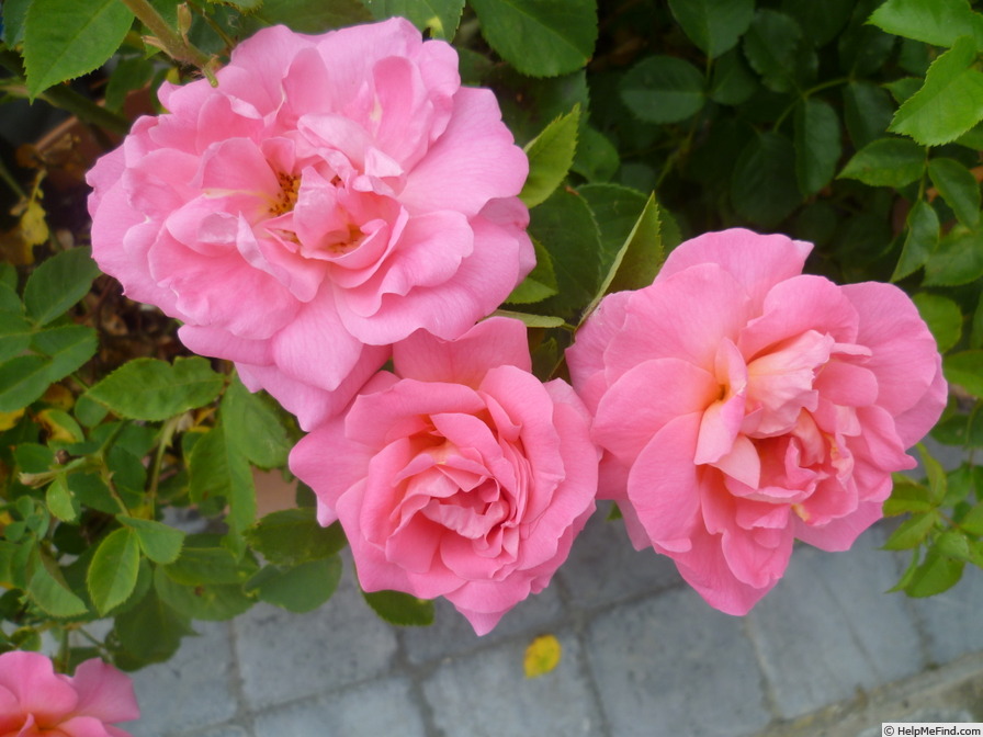 'Melrose (floribunda, RVS 1985)' rose photo