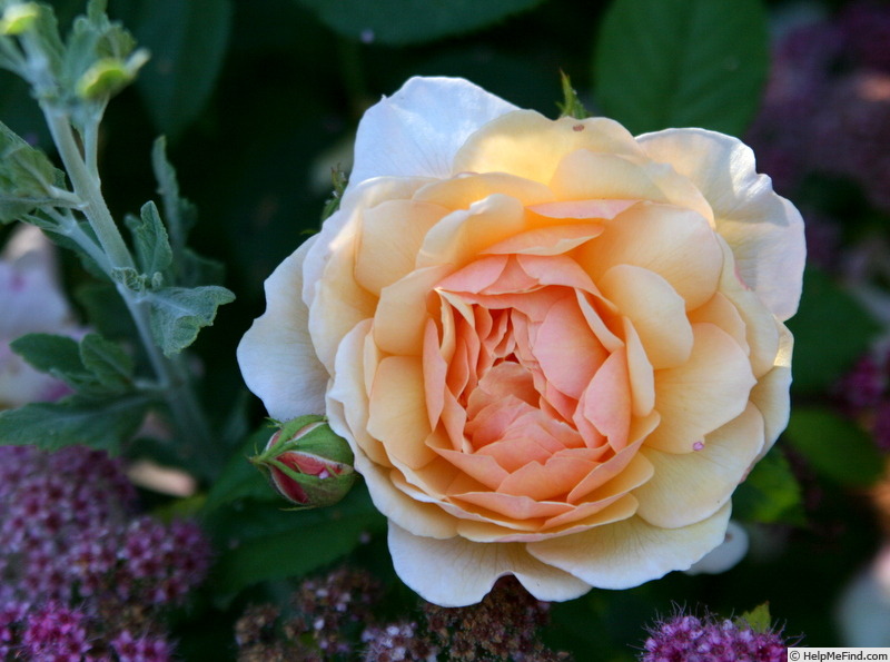 'Grace ® ' Rose Photo
