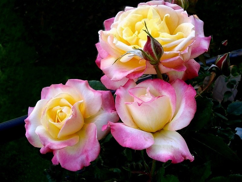 'Concours Lepine ®' rose photo