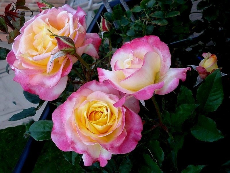 'Concours Lepine ®' rose photo