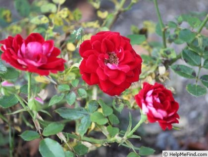 'Shortcake ™' rose photo