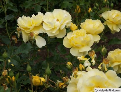 'Goldschatz® (floribunda, Evers/Tantau, 1996)' rose photo