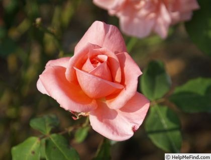 'Coral Belle' rose photo