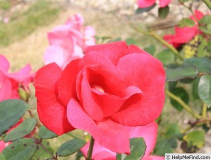 'Gotenhafen' rose photo
