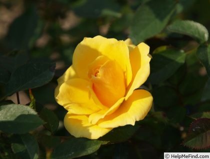 'Ko's Yellow' rose photo